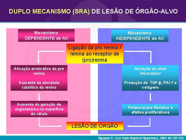 DUPLO MECANISMO (SRA) DE LESÃO DE ÓRGÃO-ALVO Mecanismo DEPENDENTE de AII Mecanismo INDEPENDENTE de