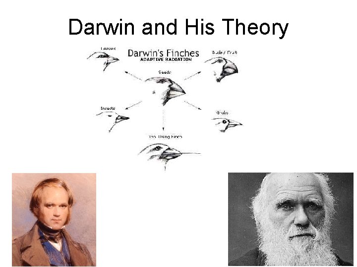 Darwin and His Theory 