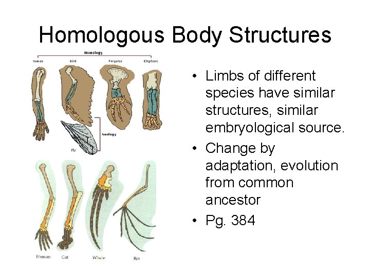 Homologous Body Structures • Limbs of different species have similar structures, similar embryological source.