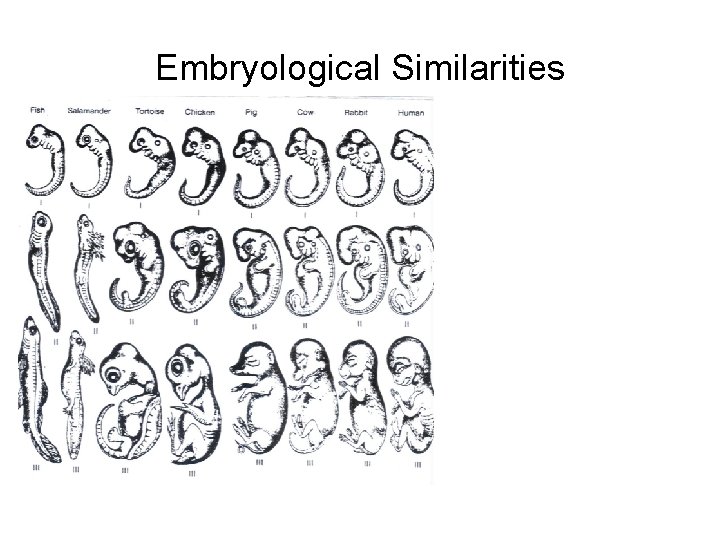 Embryological Similarities 