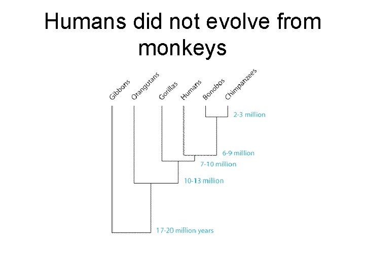 Humans did not evolve from monkeys 