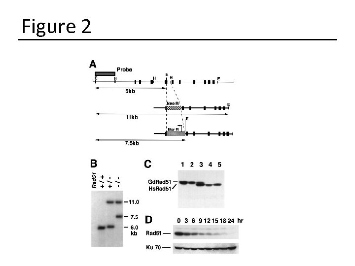 Figure 2 Figure 2