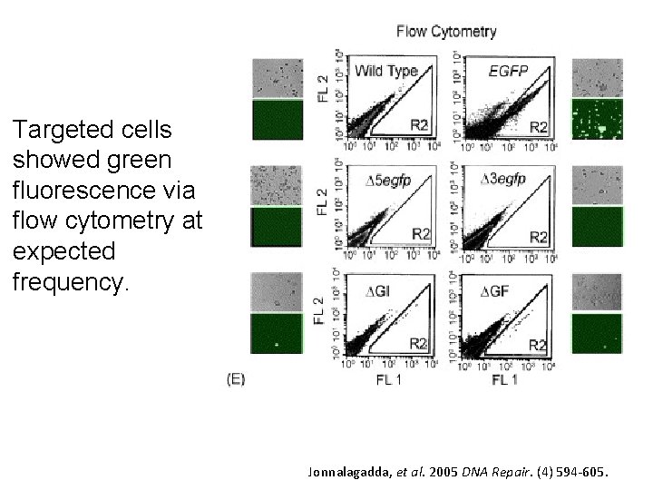 Targeted cells showed green fluorescence via flow cytometry at expected frequency. Jonnalagadda, et al. Targeted cells showed green fluorescence via flow cytometry at expected frequency. Jonnalagadda, et al.
