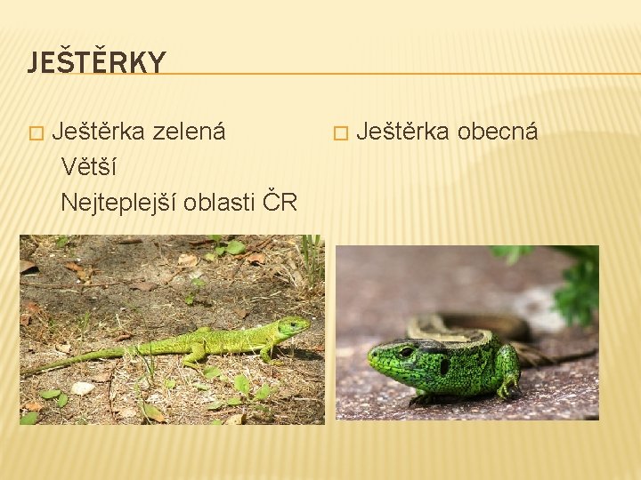 JEŠTĚRKY � Ještěrka zelená Větší Nejteplejší oblasti ČR � Ještěrka obecná 