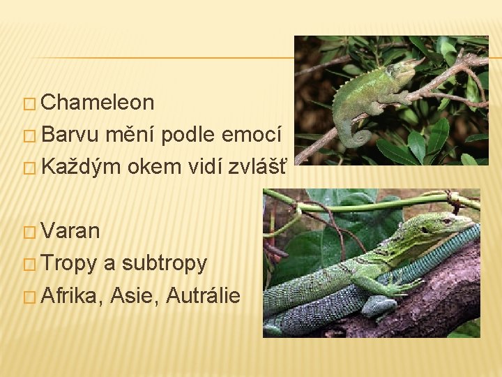 � Chameleon � Barvu mění podle emocí � Každým okem vidí zvlášť � Varan