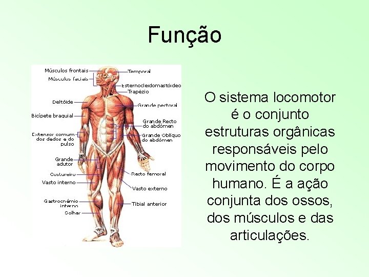Corpo Humano 5 ano A 200 7 Sistema