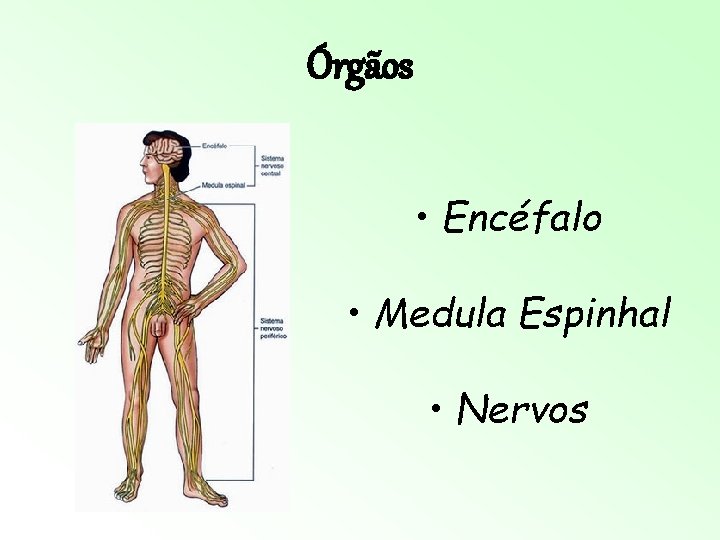 Órgãos • Encéfalo • Medula Espinhal • Nervos Órgãos • Encéfalo • Medula Espinhal • Nervos