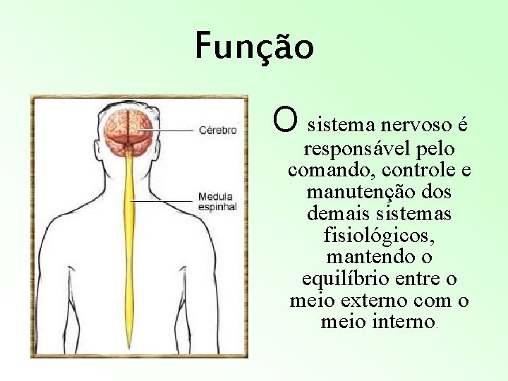 Esse Sistema Representado é Responsável Principalmente Pela