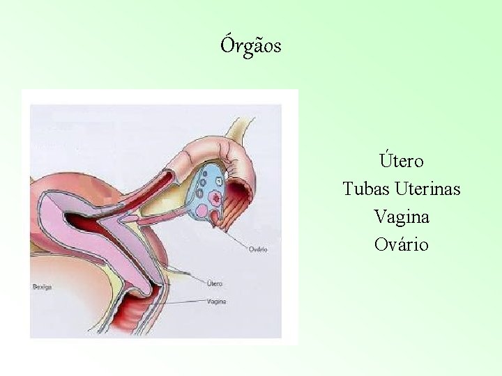 Órgãos Útero Tubas Uterinas Vagina Ovário Órgãos Útero Tubas Uterinas Vagina Ovário