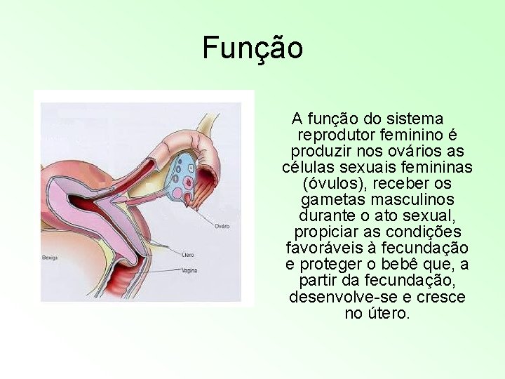 Função A função do sistema reprodutor feminino é produzir nos ovários as células sexuais Função A função do sistema reprodutor feminino é produzir nos ovários as células sexuais