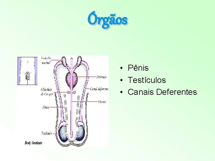 Órgãos • Pênis • Testículos • Canais Deferentes Órgãos • Pênis • Testículos • Canais Deferentes