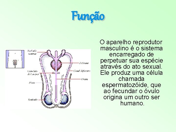 Função O aparelho reprodutor masculino é o sistema encarregado de perpetuar sua espécie através Função O aparelho reprodutor masculino é o sistema encarregado de perpetuar sua espécie através