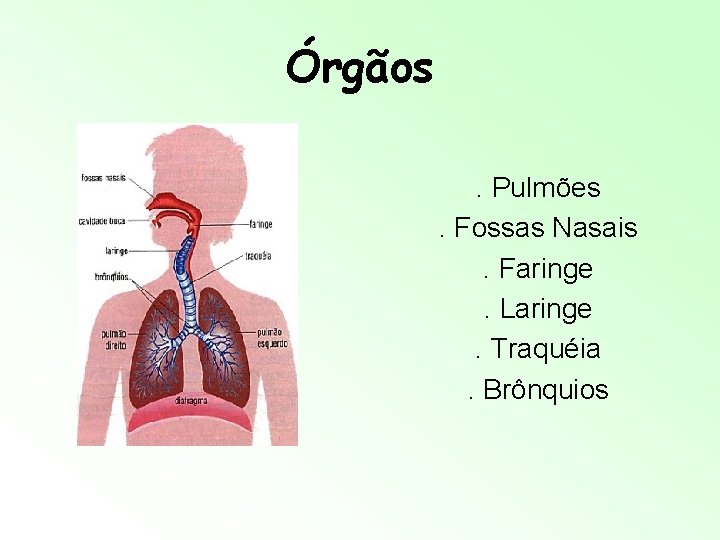Órgãos. Pulmões. Fossas Nasais. Faringe. Laringe. Traquéia. Brônquios Órgãos. Pulmões. Fossas Nasais. Faringe. Laringe. Traquéia. Brônquios