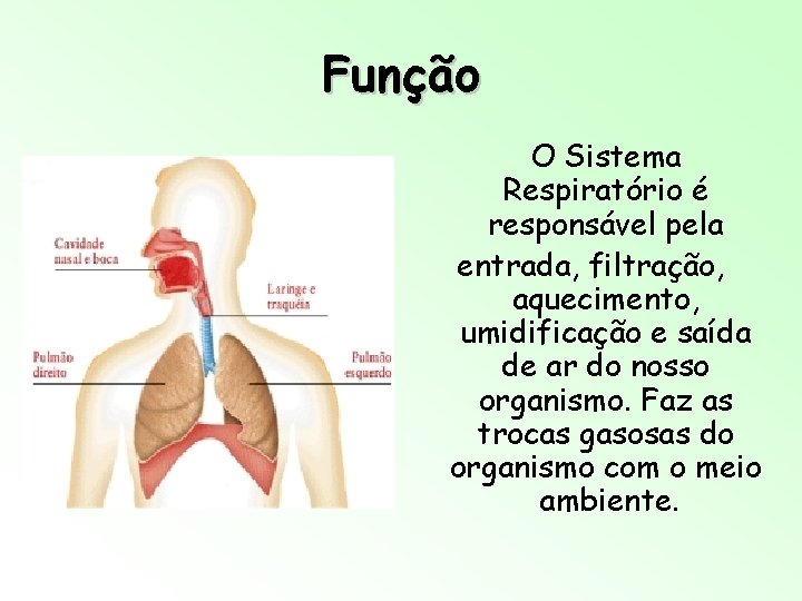 Função O Sistema Respiratório é responsável pela entrada, filtração, aquecimento, umidificação e saída de Função O Sistema Respiratório é responsável pela entrada, filtração, aquecimento, umidificação e saída de