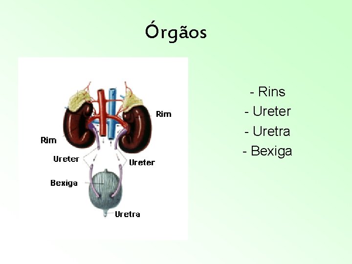 Órgãos - Rins - Ureter - Uretra - Bexiga Órgãos - Rins - Ureter - Uretra - Bexiga