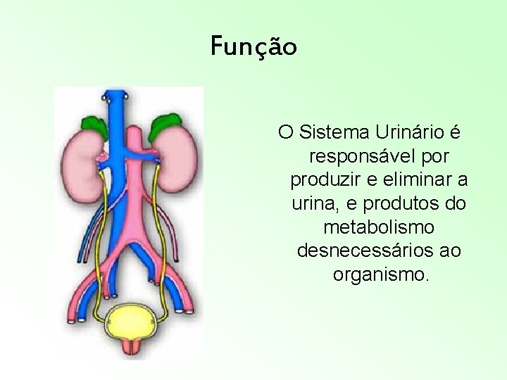 Esse Sistema Representado é Responsável Principalmente Pela