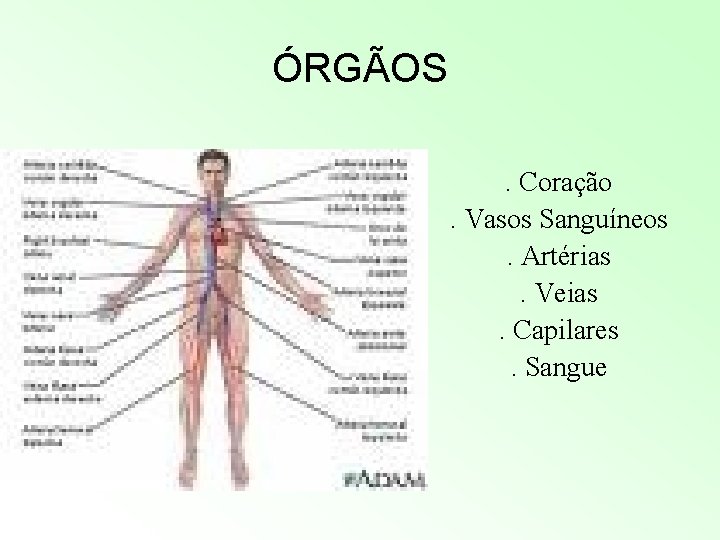ÓRGÃOS. Coração. Vasos Sanguíneos. Artérias. Veias. Capilares. Sangue ÓRGÃOS. Coração. Vasos Sanguíneos. Artérias. Veias. Capilares. Sangue