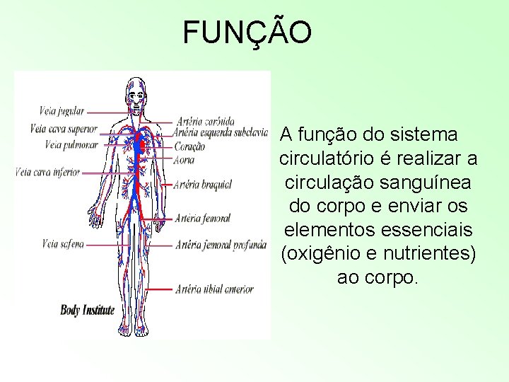 FUNÇÃO A função do sistema circulatório é realizar a circulação sanguínea do corpo e FUNÇÃO A função do sistema circulatório é realizar a circulação sanguínea do corpo e