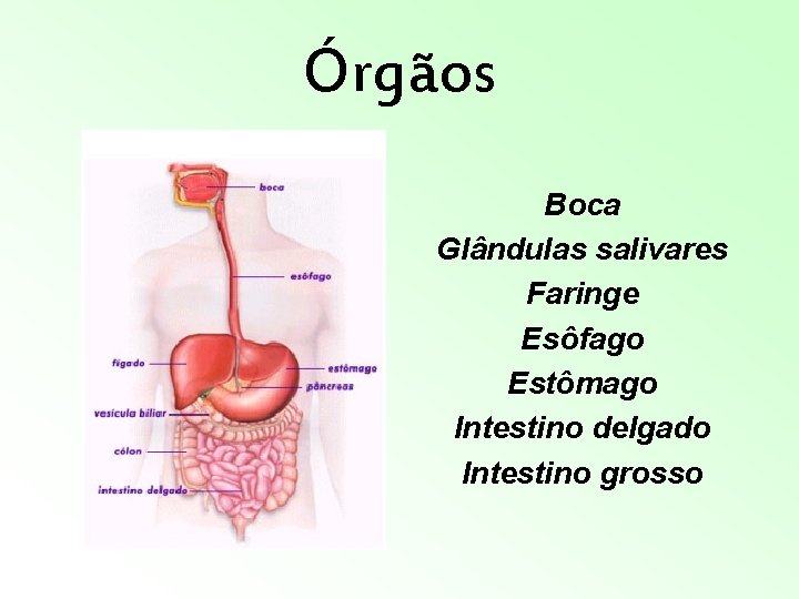 Órgãos Boca Glândulas salivares Faringe Esôfago Estômago Intestino delgado Intestino grosso Órgãos Boca Glândulas salivares Faringe Esôfago Estômago Intestino delgado Intestino grosso