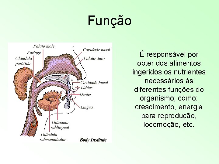 Função É responsável por obter dos alimentos ingeridos os nutrientes necessários às diferentes funções Função É responsável por obter dos alimentos ingeridos os nutrientes necessários às diferentes funções