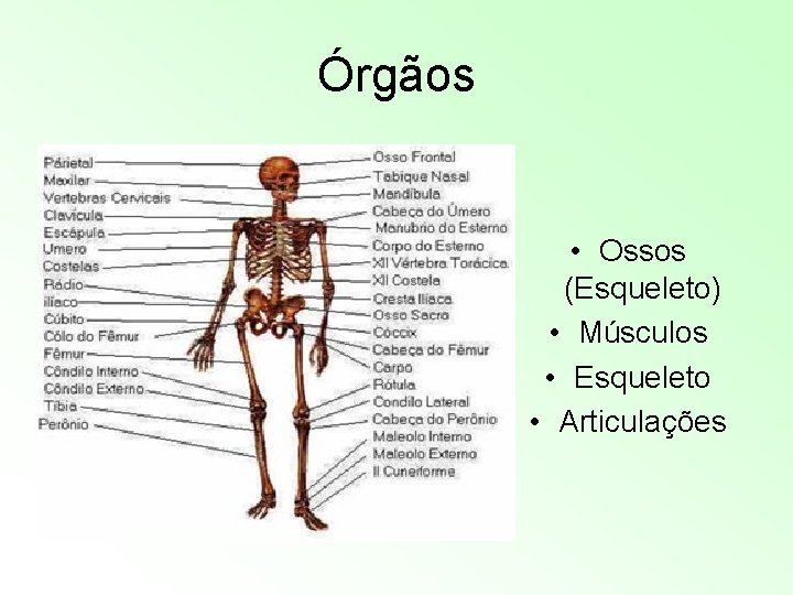 Órgãos • Ossos (Esqueleto) • Músculos • Esqueleto • Articulações Órgãos • Ossos (Esqueleto) • Músculos • Esqueleto • Articulações
