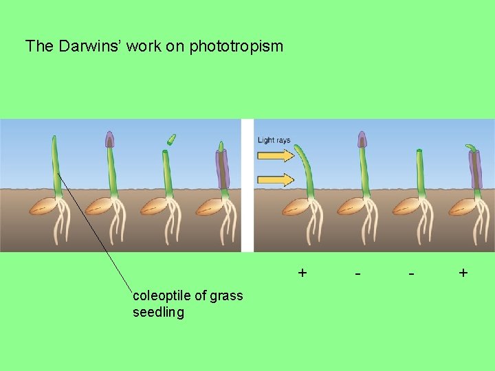 The Darwins’ work on phototropism + coleoptile of grass seedling - - + 