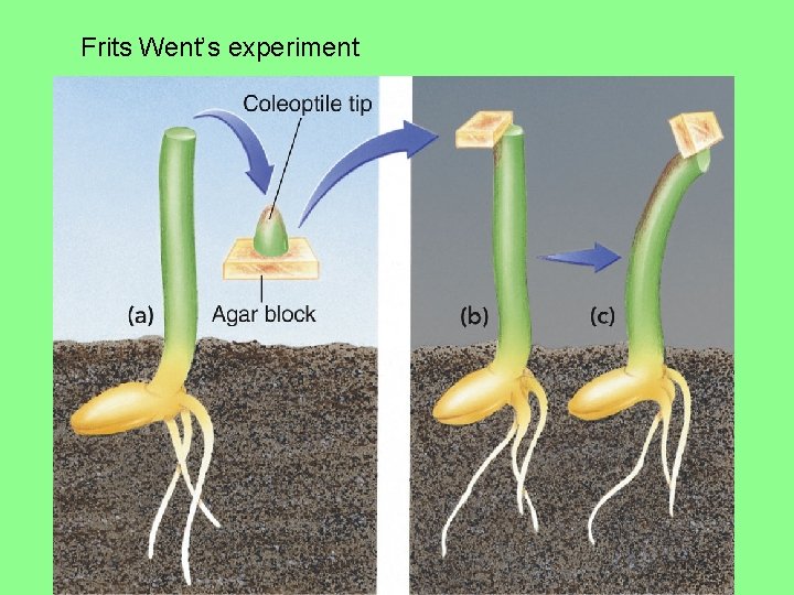 Frits Went’s experiment Frits Went’s experiment