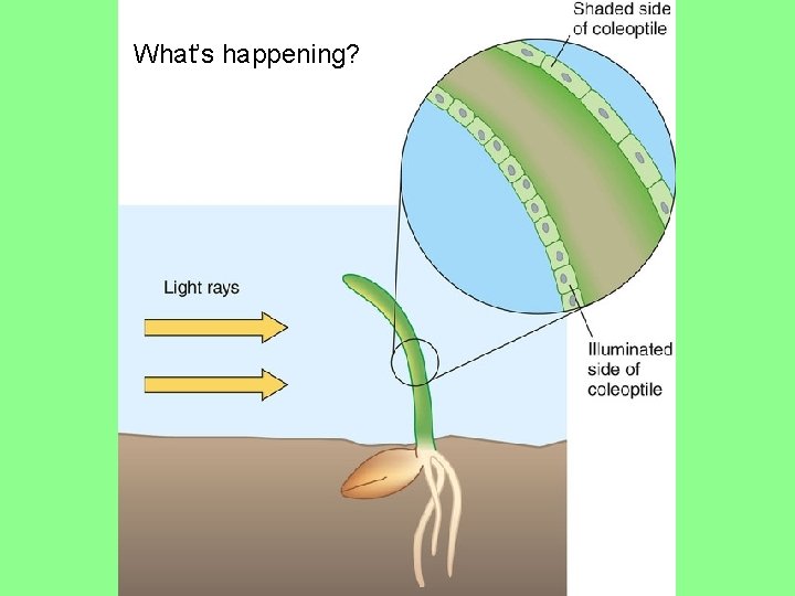 What’s happening? What’s happening?