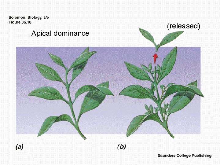 Apical dominance (released) Apical dominance (released)