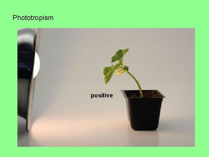 Phototropism positive 