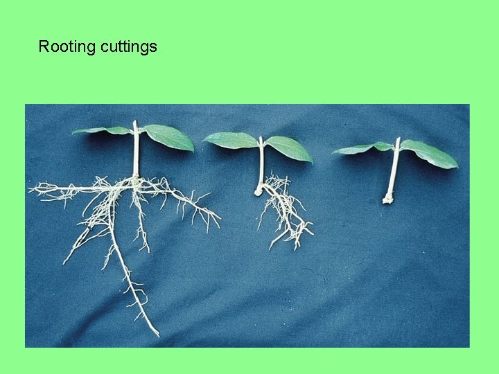Rooting cuttings Rooting cuttings