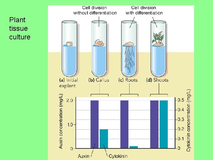 Plant tissue culture 