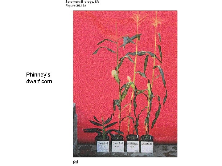 Phinney’s dwarf corn Phinney’s dwarf corn