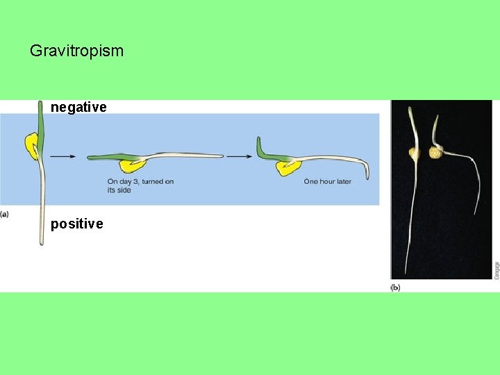 Gravitropism negative positive 