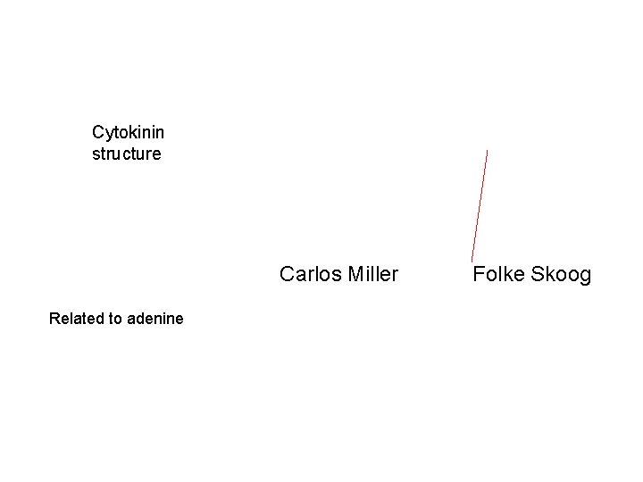 Cytokinin structure Carlos Miller Related to adenine Folke Skoog 