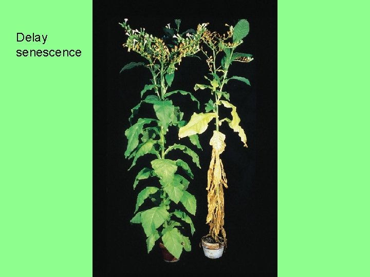 Delay senescence Delay senescence