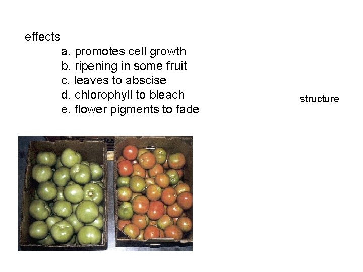 effects a. promotes cell growth b. ripening in some fruit c. leaves to abscise effects a. promotes cell growth b. ripening in some fruit c. leaves to abscise