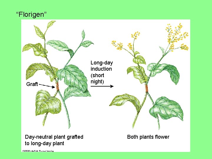 “Florigen” Graft Day-neutral plant grafted to long-day plant Long-day induction (short night) Both plants