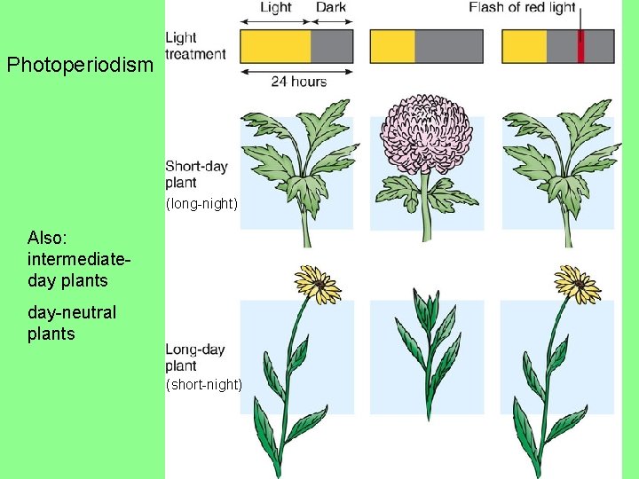 Photoperiodism (long-night) Also: intermediateday plants day-neutral plants (short-night) Photoperiodism (long-night) Also: intermediateday plants day-neutral plants (short-night)