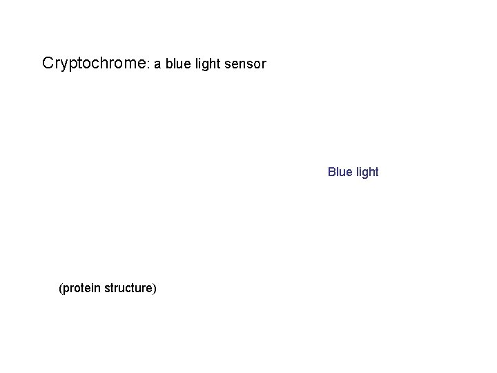 Cryptochrome: a blue light sensor Blue light (protein structure) Cryptochrome: a blue light sensor Blue light (protein structure)