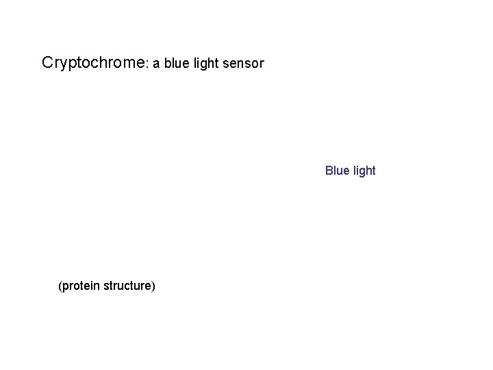 Cryptochrome: a blue light sensor Blue light (protein structure) 