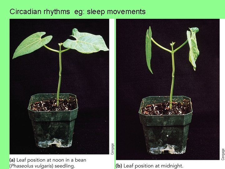 Circadian rhythms eg: sleep movements Circadian rhythms eg: sleep movements