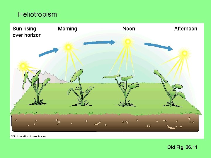 Heliotropism Sun rising over horizon Morning Noon Afternoon Old Fig. 36. 11 