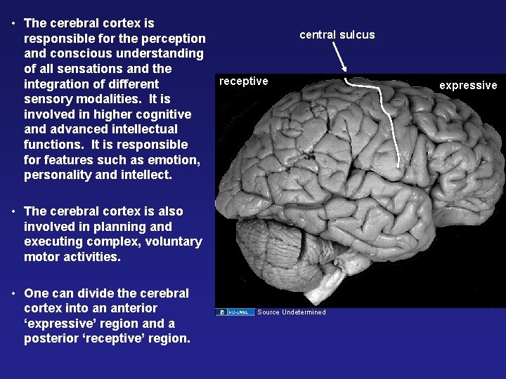  • The cerebral cortex is responsible for the perception and conscious understanding of