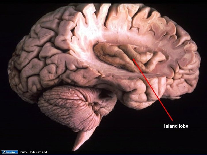 Island lobe Source Undetermined 