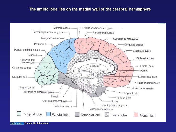 The limbic lobe lies on the medial wall of the cerebral hemisphere Source Undetermined