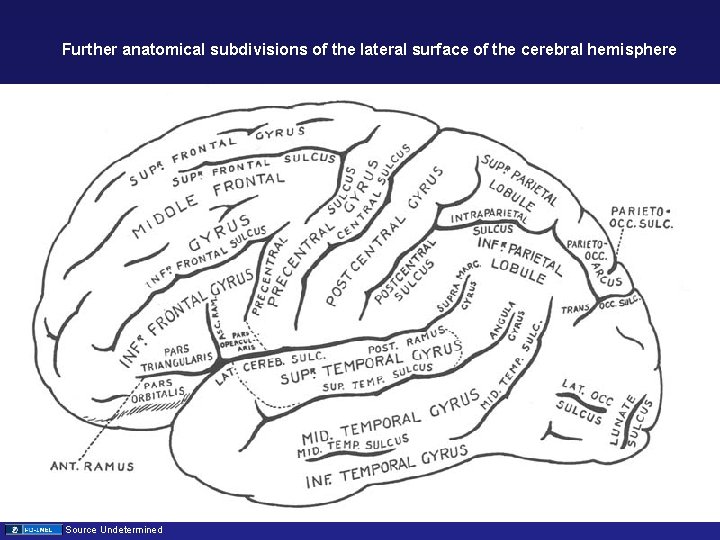 Further anatomical subdivisions of the lateral surface of the cerebral hemisphere Source Undetermined 
