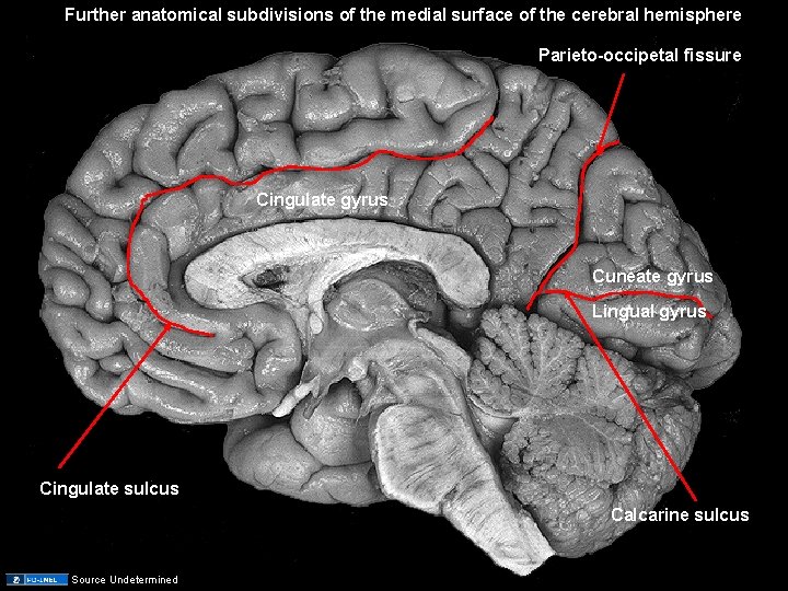 Further anatomical subdivisions of the medial surface of the cerebral hemisphere Parieto-occipetal fissure Cingulate