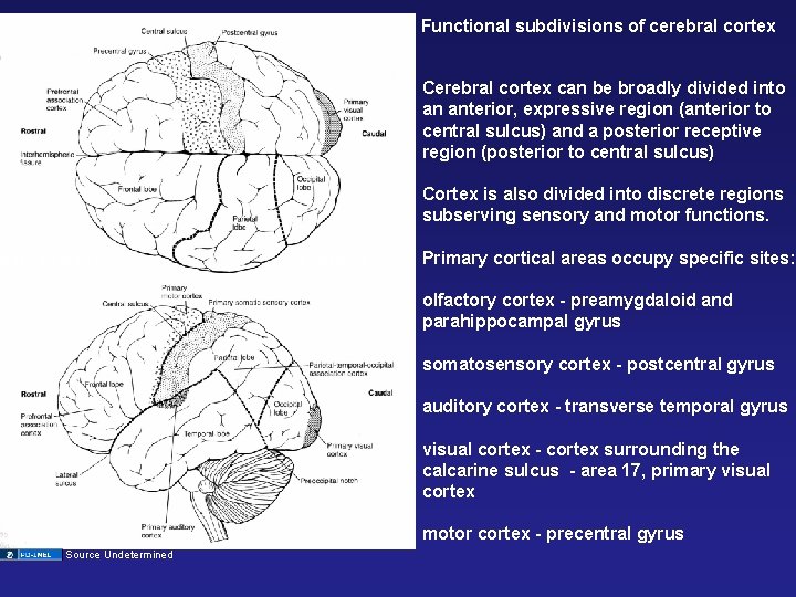 Functional subdivisions of cerebral cortex Cerebral cortex can be broadly divided into an anterior,
