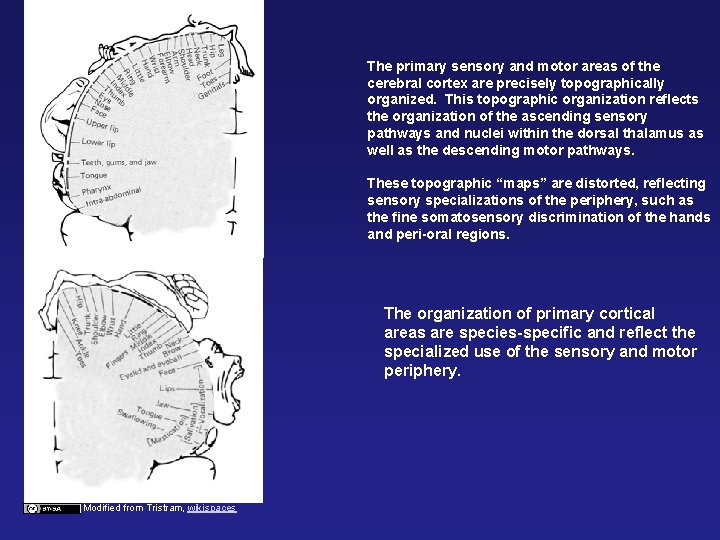 The primary sensory and motor areas of the cerebral cortex are precisely topographically organized.